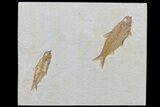 Two Detailed Fossil Fish - Wyoming #79799-1